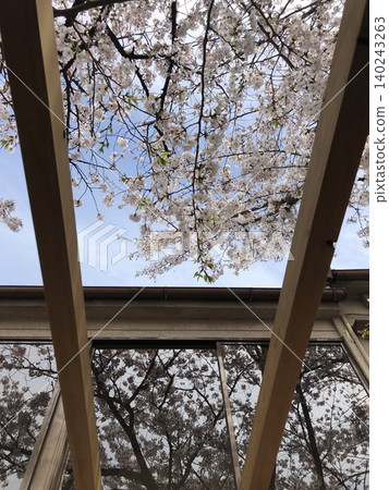 Looking up, I see cherry blossoms in full bloom; another spring reflected in the glass window. Looking up, I see cherry blossoms in full bloom; another spring reflected in the glass window. 140243263