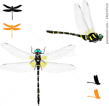 Illustration set of the Japanese giant dragonfly (Aeshna flavomarginata), an endangered species found on Iriomote Island. Illustration set of the Japanese giant dragonfly (Aeshna flavomarginata), an endangered species found on Iriomote Island. 140243514
