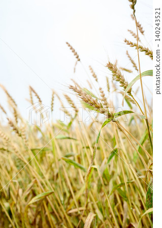 Golden / Golden fields 140243521