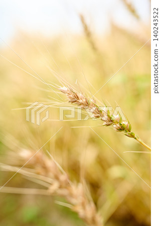 Early summer landscape 140243522