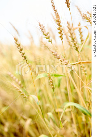 crops 140243523