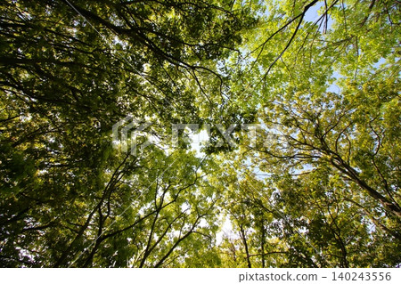 Surrounded by vibrant new greenery 140243556