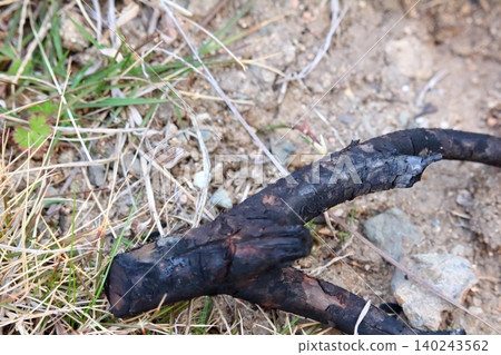 A branch that was completely blackened and charred A branch that was completely blackened and charred 140243562