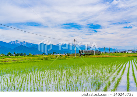 [Nagano Prefecture] A train runs through rice paddies where rice planting has just finished, with the Northern Alps in the background. 140243722