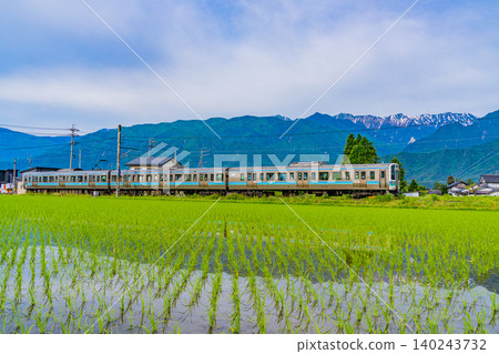 [Nagano Prefecture] A train runs through rice paddies where rice planting has just finished, with the Northern Alps in the background. 140243732