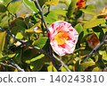 For winter flowering contrast For winter flowering contrast 140243810