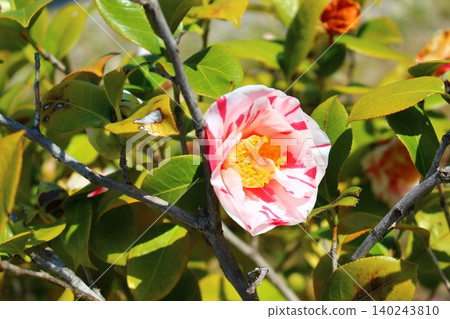 For winter flowering contrast For winter flowering contrast 140243810