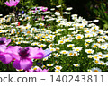 Pink flowers and chamomile blooming in an autumn flowerbed Pink flowers and chamomile blooming in an autumn flowerbed 140243811