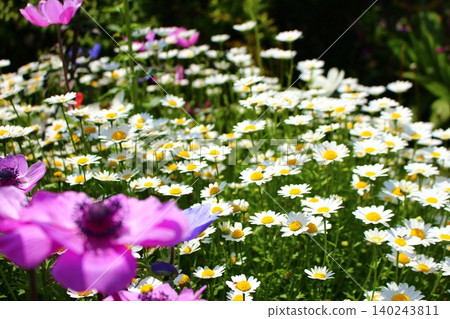 Pink flowers and chamomile blooming in an autumn flowerbed 140243811