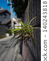 Fukiran, a type of orchid native to Japan 140243818