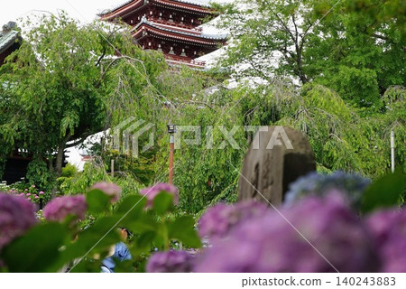 A landscape featuring hydrangeas and a bell tower at Hondoji Temple. A landscape featuring hydrangeas and a bell tower at Hondoji Temple. 140243883
