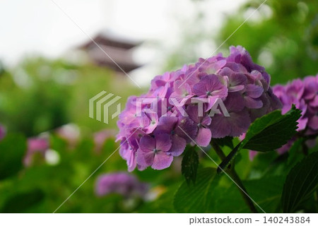 Hydrangeas blooming in a break in the rainy season at Hondoji Temple Hydrangeas blooming in a break in the rainy season at Hondoji Temple 140243884