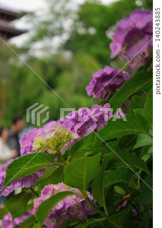 Hydrangeas blooming at the temple gate of Hondoji Temple Hydrangeas blooming at the temple gate of Hondoji Temple 140243885