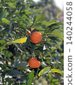Wenzhou oranges 140244058