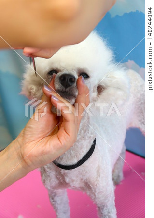 Bailey the toy poodle looks adorable while being groomed. Bailey the toy poodle looks adorable while being groomed. 140244094