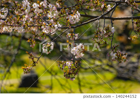 濱離宮花園 濱離宮花園 140244152