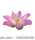 pink lotus flower isolated on white background 140244160