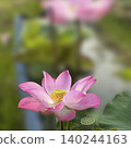 beautiful lotus flower in pond 140244163