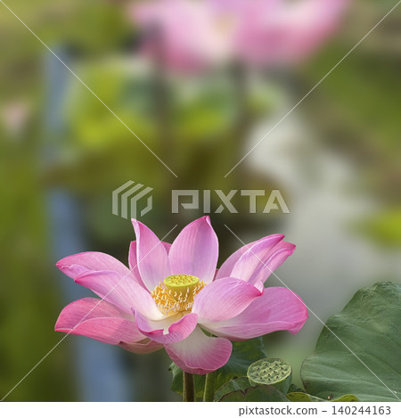 beautiful lotus flower in pond beautiful lotus flower in pond 140244163