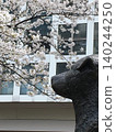 Spring cherry blossoms and Hachiko in Shibuya 140244250