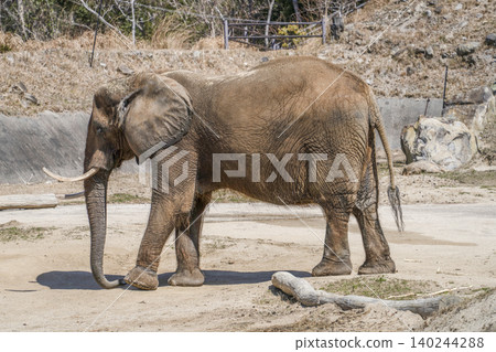 African elephant African elephant 140244288