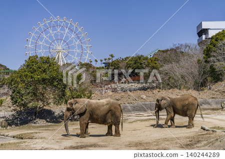 African elephant African elephant 140244289