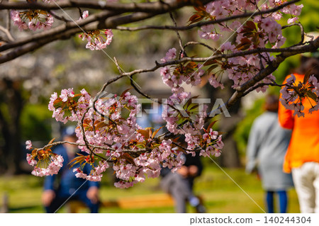 Hamarikyu Garden Hamarikyu Garden 140244304