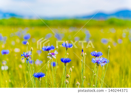 [Nagano Prefecture] Cornflowers blooming in a wheat field with the Northern Alps in the background. 140244371