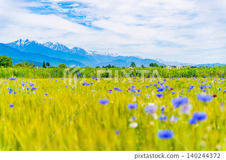 [Nagano Prefecture] Cornflowers blooming in a wheat field with the Northern Alps in the background. 140244372