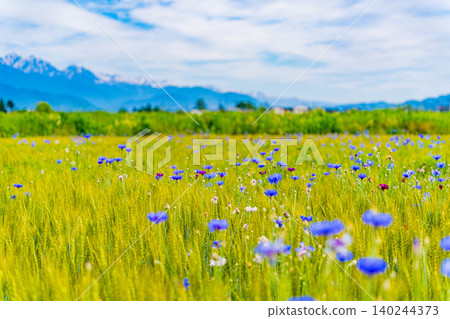 [Nagano Prefecture] Cornflowers blooming in a wheat field with the Northern Alps in the background. 140244373