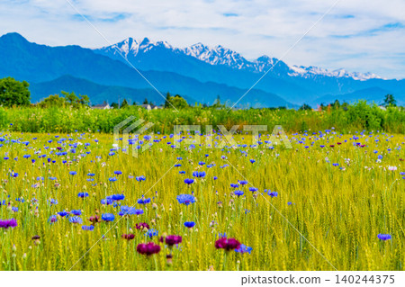 [Nagano Prefecture] Cornflowers blooming in a wheat field with the Northern Alps in the background. 140244375