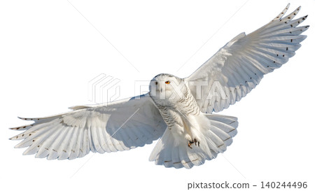 Realistic Owl in flight isolated on transparent background. Realistic Owl in flight isolated on transparent background. 140244496