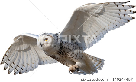Realistic Owl in flight isolated on transparent background. Realistic Owl in flight isolated on transparent background. 140244497