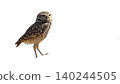Realistic Owl in flight isolated on transparent background. 140244505