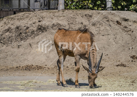 Eland 140244576