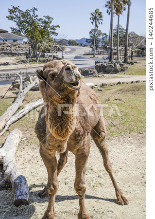 Dromedary dolphin Dromedary dolphin 140244685