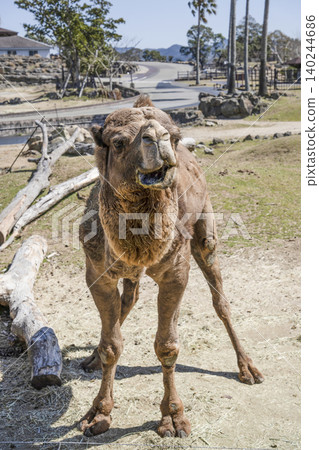 Dromedary dolphin Dromedary dolphin 140244686
