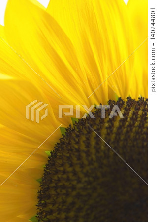 A close-up of the bright yellow petals of a sunflower. A close-up of the bright yellow petals of a sunflower. 140244801