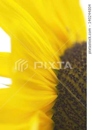 A close-up of the bright yellow petals of a sunflower. A close-up of the bright yellow petals of a sunflower. 140244804