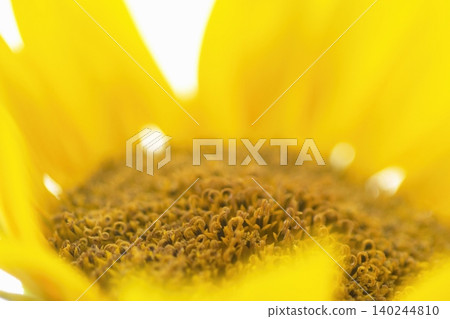 A close-up of the bright yellow petals of a sunflower. A close-up of the bright yellow petals of a sunflower. 140244810