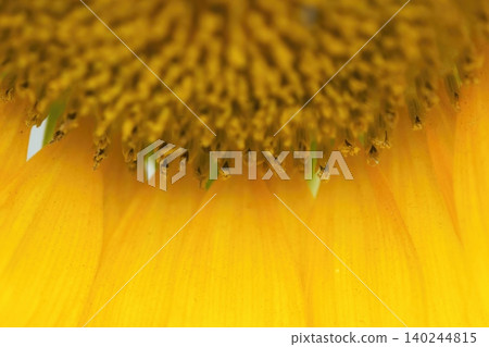 A close-up of the bright yellow petals of a sunflower. A close-up of the bright yellow petals of a sunflower. 140244815