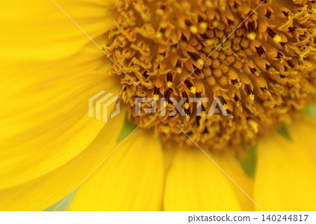 A close-up of the bright yellow petals of a sunflower. A close-up of the bright yellow petals of a sunflower. 140244817