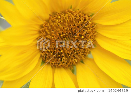 A close-up of the bright yellow petals of a sunflower. A close-up of the bright yellow petals of a sunflower. 140244819