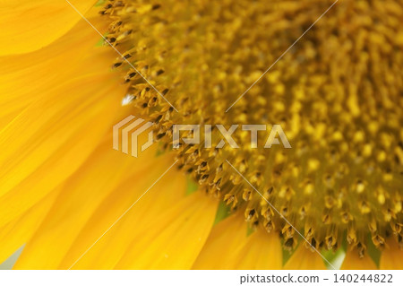 A close-up of the bright yellow petals of a sunflower. A close-up of the bright yellow petals of a sunflower. 140244822