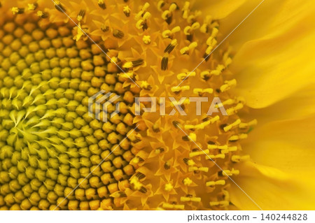 A close-up of the bright yellow petals of a sunflower. A close-up of the bright yellow petals of a sunflower. 140244828