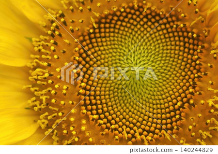 A close-up of the bright yellow petals of a sunflower. A close-up of the bright yellow petals of a sunflower. 140244829