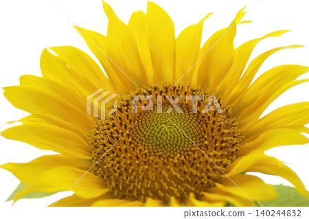A close-up of the bright yellow petals of a sunflower. A close-up of the bright yellow petals of a sunflower. 140244832