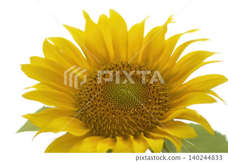 A close-up of the bright yellow petals of a sunflower. A close-up of the bright yellow petals of a sunflower. 140244833