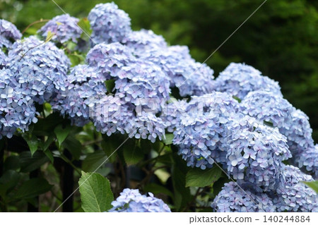 Light purple hydrangeas blooming in a break in the rainy season Light purple hydrangeas blooming in a break in the rainy season 140244884
