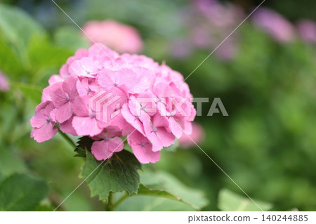 粉紅色的繡球花真漂亮。 140244885